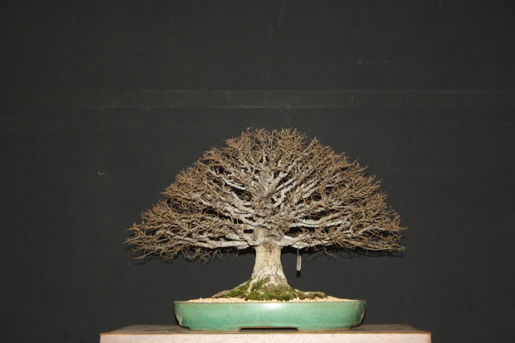 zelkova serrata RJB 1 Laos Garden