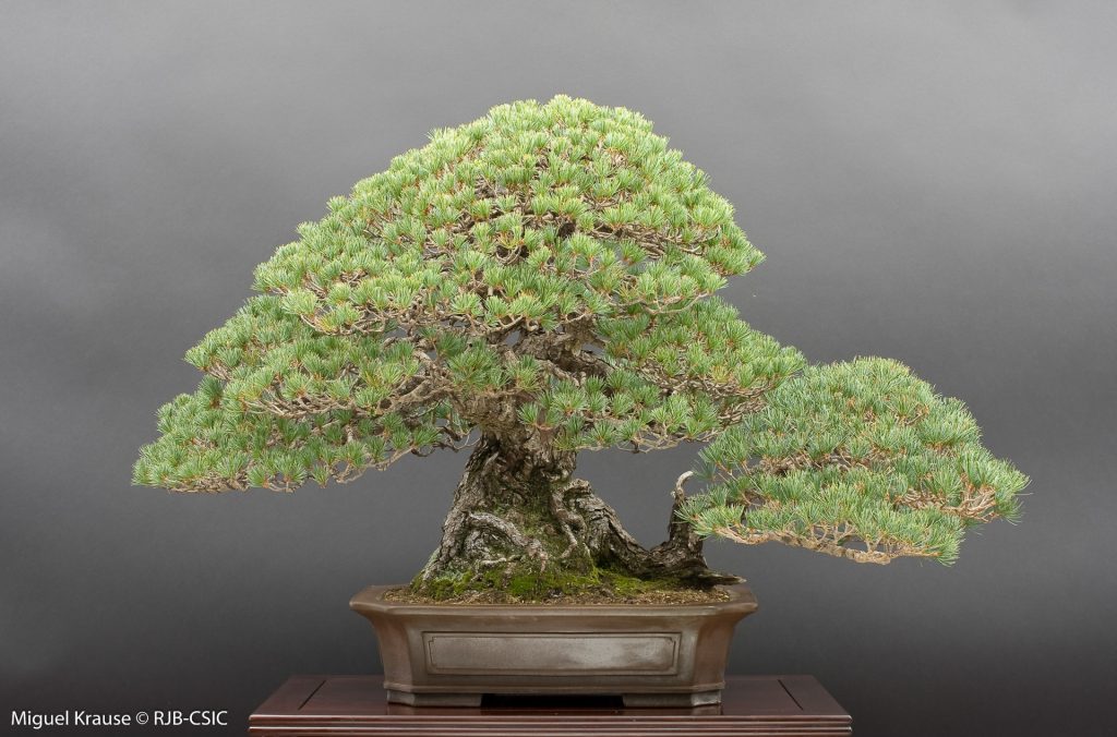 Pentaphylla Laos Garden