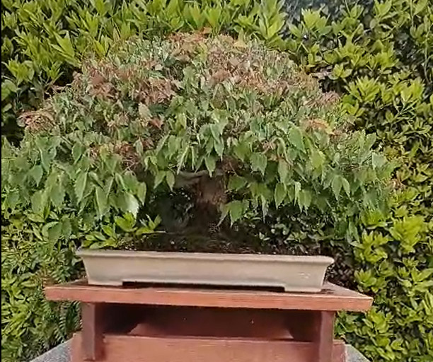 zelkova serrata RJB 3 Laos Garden