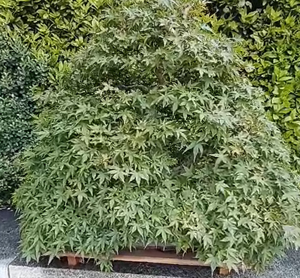 palmatum rjb Laos Garden 2