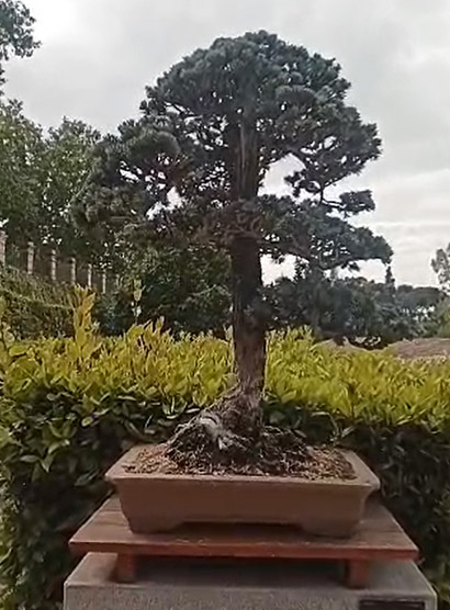 cedro RJB Laos Garden 2