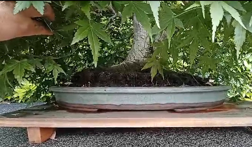palmatum rjb Laos Garden maceta