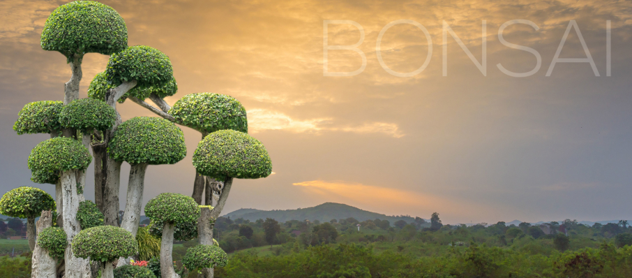 Bonsái japonés y europeo. Gran variedad y mejor precio en Laos Garden