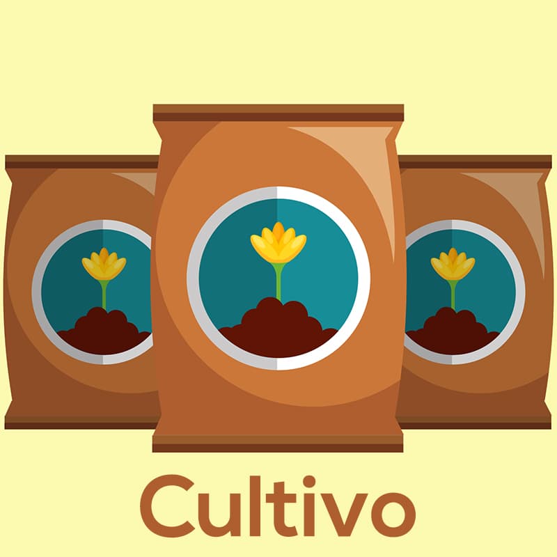 Cultivo